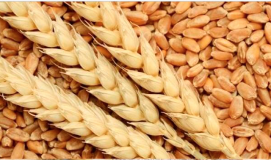 Глубокая переработка пшеницы